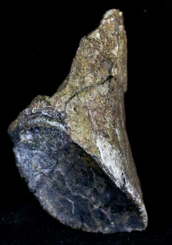 Large Rooted Triceratops Tooth - Montana #21601